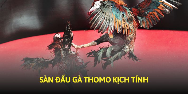 Sàn đấu gà Thomo kịch tính